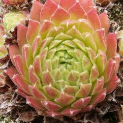 Sempervivum - Dachwurz - Hauswurz